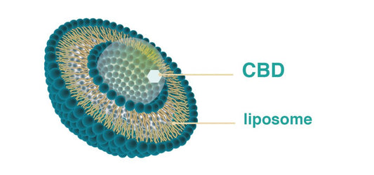 Can Liposomes Deliver CBD More Effectively?