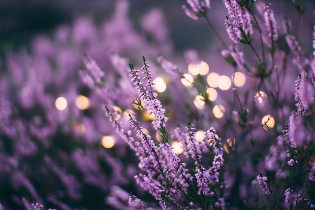 What is linalool