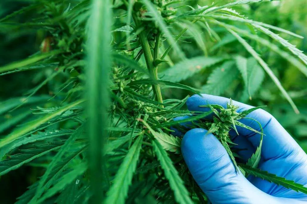 What is THCa?