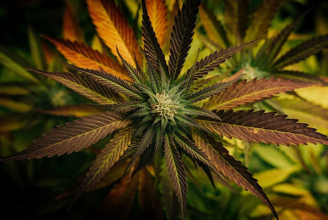 What are Terpenes?
