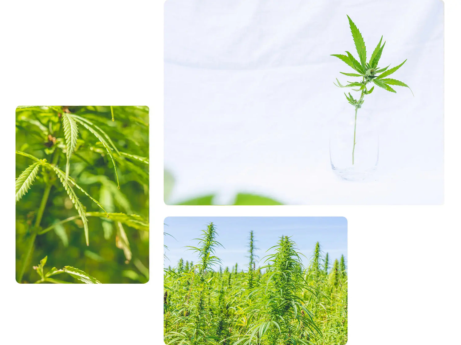 Nordic Oil-Cannabis at its finest quality