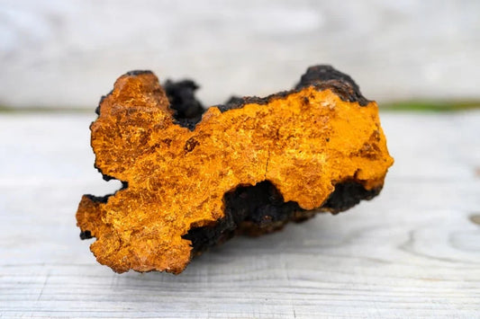 Chaga Mushroom: Nature’s Marvel for Health and Wellness