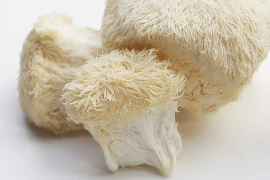 Lion's Mane: Essential Mushroom for Brain and Nerves